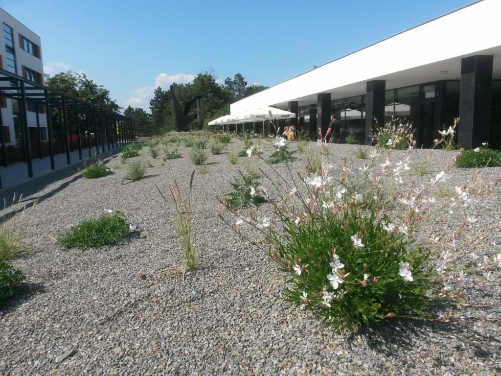 Umíme realizovat zelené střechy, zelená střecha je kousek přírody nablízku